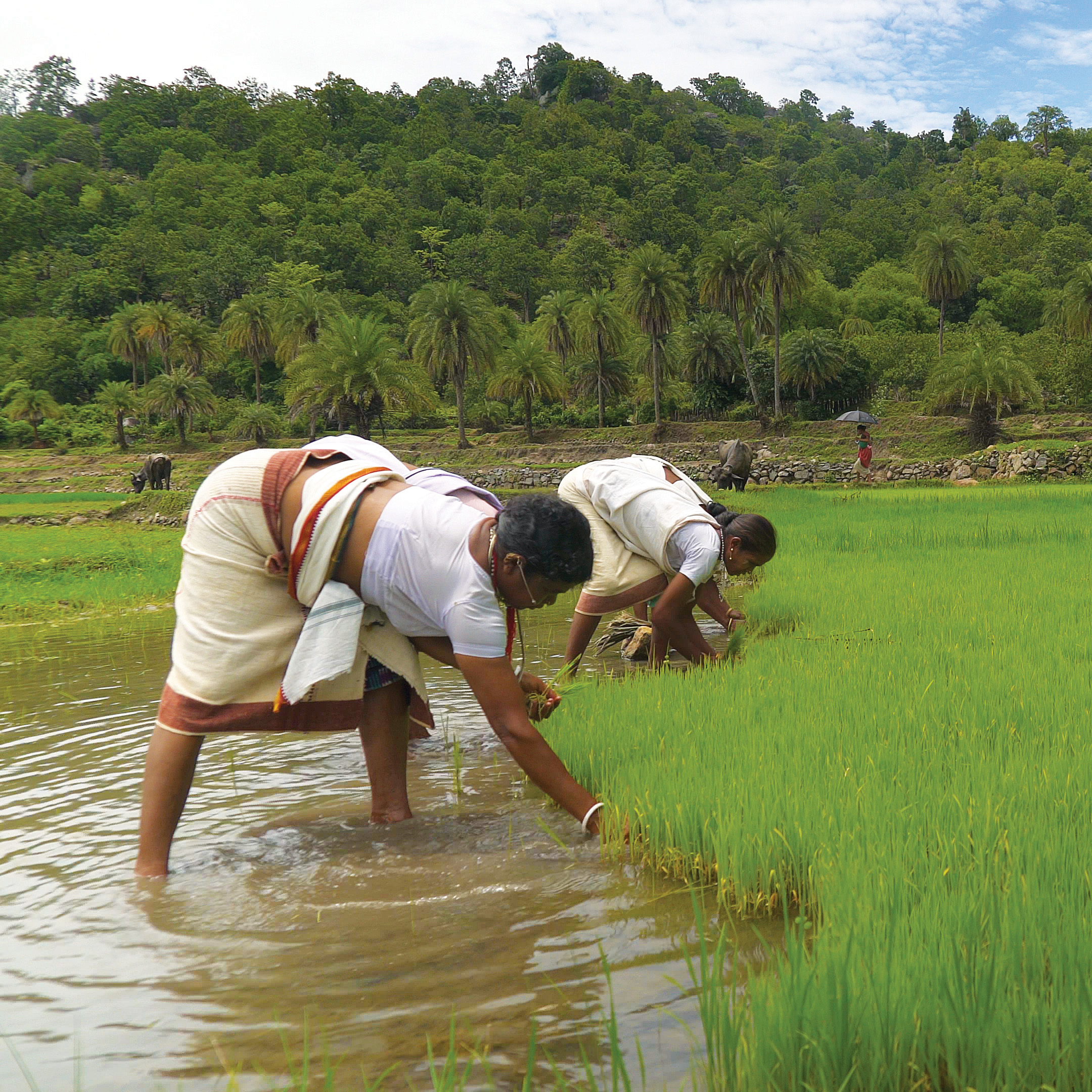 Lanjia Saora women sowing paddy